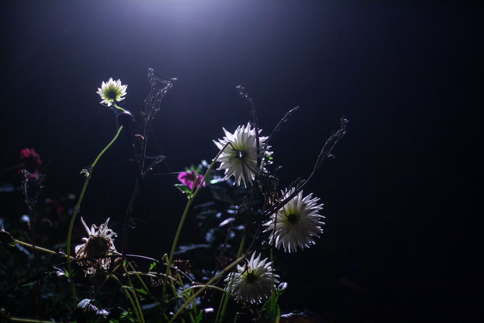 Night Flash Flowers
